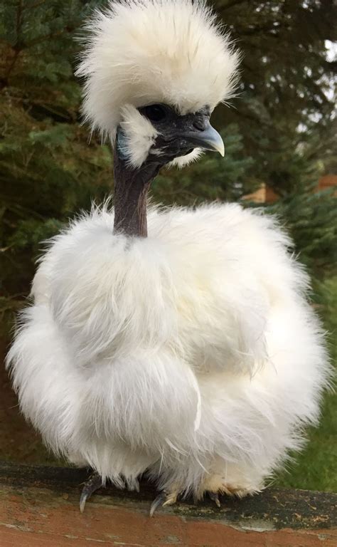 Silkie Showgirl Chicken